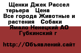 Щенки Джек Рассел терьера › Цена ­ 30 000 - Все города Животные и растения » Собаки   . Ямало-Ненецкий АО,Губкинский г.